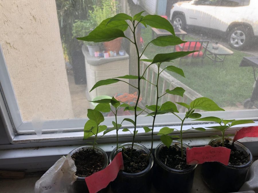 Seedlings sprouted on a window sill await transplanting.