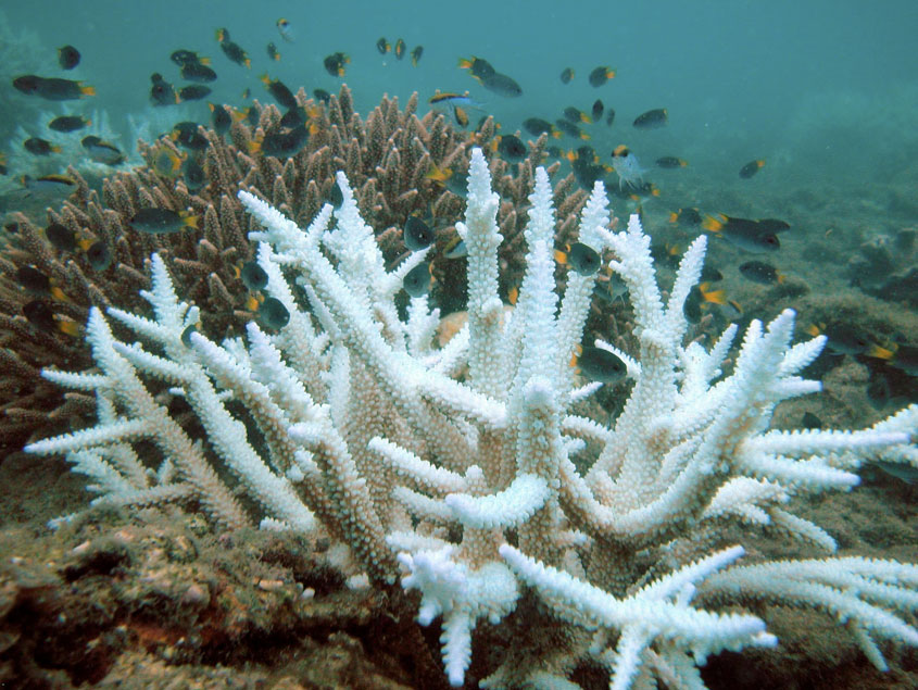 When ocean temperatures rise, coral becomes stressed. That leads the coral to expel the algae that provides not only its food but also its color. Staying stressed too long can cause the coral to die. This photo from the Great Barrier Reef off the Keppel Islands in Australia shows bleached coral in the foreground and normal coral in the background.